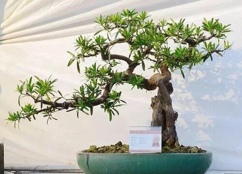 罗汉松可以种在家门口吗