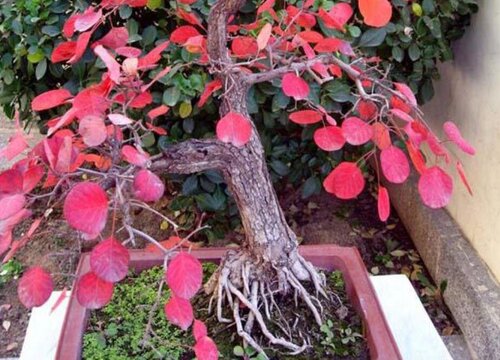 黄栌北方可以种吗