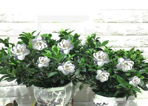 栀子花南方可以种吗