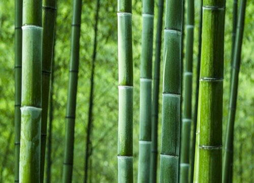 楠竹北方可以种吗