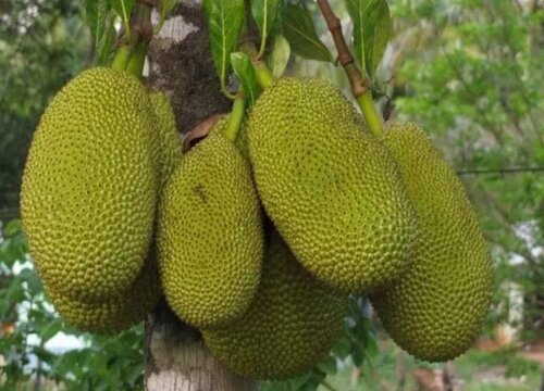 菠萝蜜北方可以种吗
