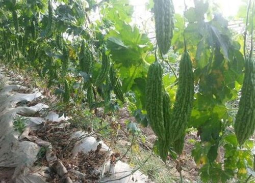 苦瓜追肥用什么肥料好