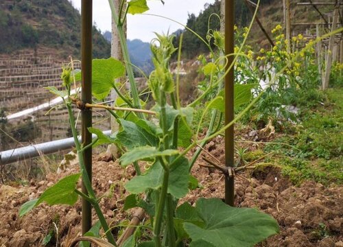 种瓜用什么肥料好
