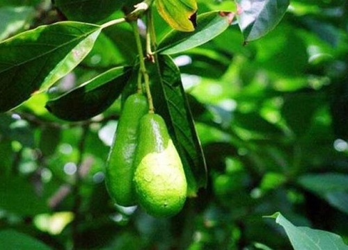 牛油果在南方可以种吗