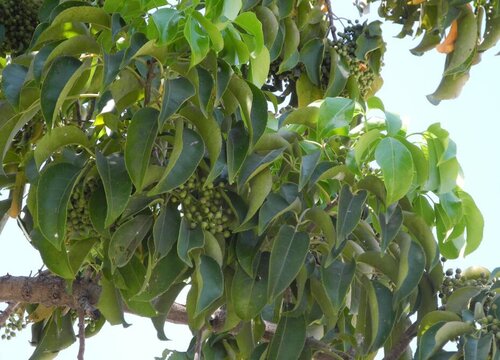 香樟北方可以种吗