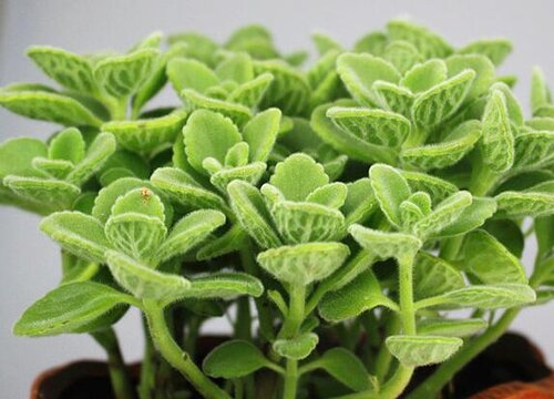 碰碰香多久浇一次水