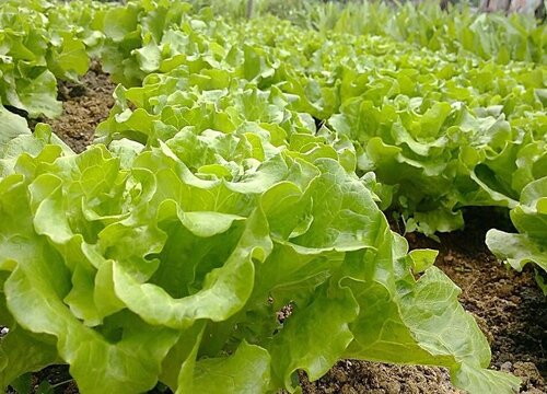 生菜多久浇一次水