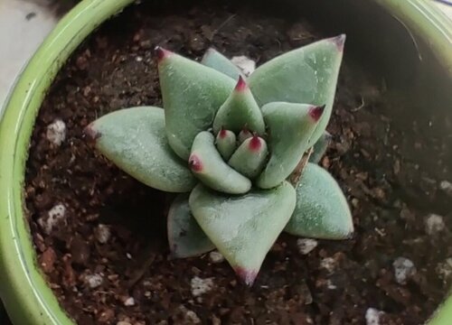 乌木多久浇一次水
