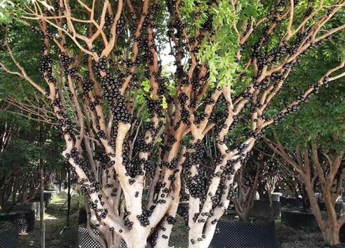 嘉宝果多久浇一次水