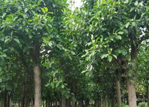 榕树什么时候剪枝合适