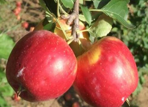 果树几年结果实 种植多久挂果