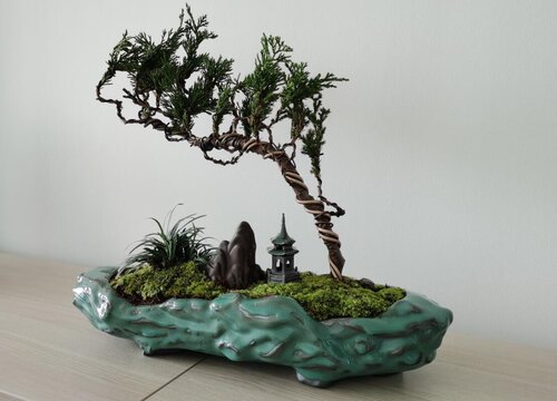 松柏多久浇一次水
