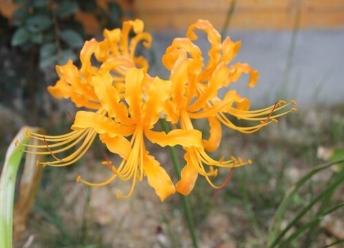 彼岸花多久浇一次水