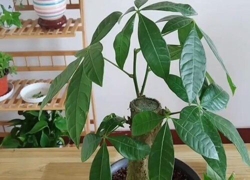 小发财树什么时候剪枝合适