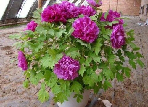 广西可以种牡丹花吗