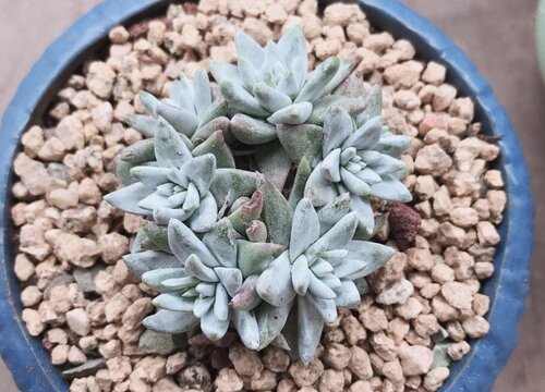 多肉植物怎么换土换盆