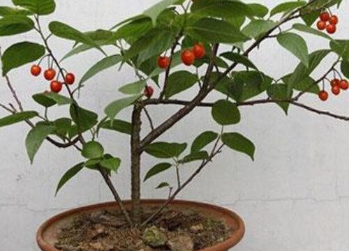 樱桃可以盆栽吗
