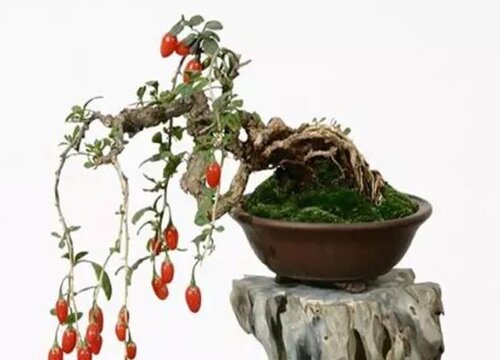 枸杞可以盆栽吗