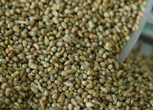 皇竹草种子播种方法