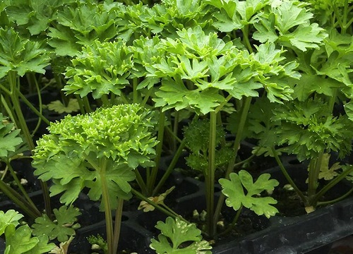 芹菜的生长周期是多长时间