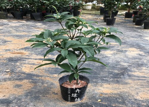 桂花的生长周期是多长时间