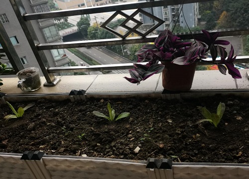 莴苣的生长周期是多长时间