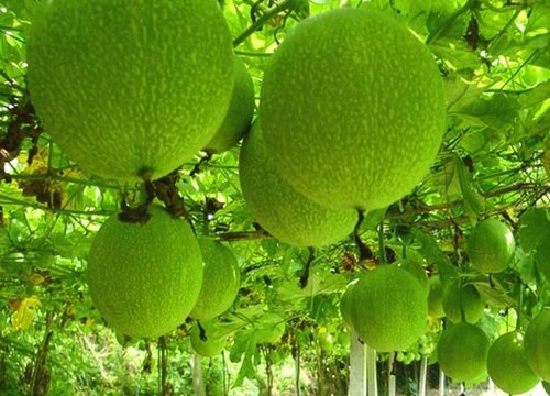瓜蒌种植条件和环境 生长气候要求