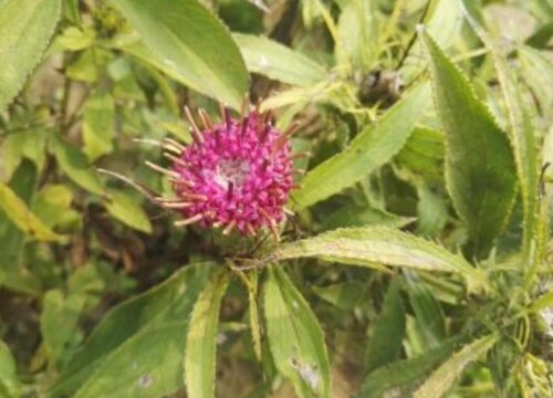 白术种植条件 适合在什么地方栽种